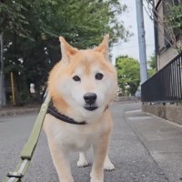 立ち止まる信長くん