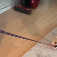 リードを咥える犬