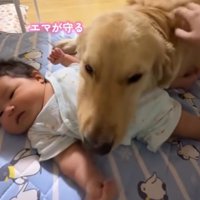 赤ちゃんのお腹にアゴを乗せる犬