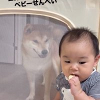 おせんべいを食べようとする赤ちゃん