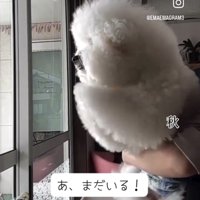 外をじっと見つめる犬の後ろ姿