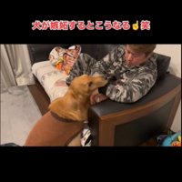パパを見つめる犬