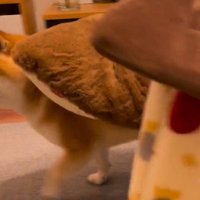 「おやつ」と聞いた文太くんの反応8