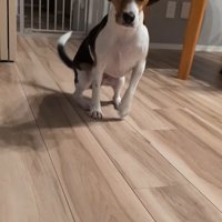 ペルルちゃんの「待て」5