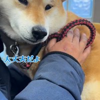 動物病院に来た3匹の柴犬5