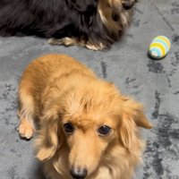 ピースちゃんとお殿くん