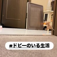 小さくてもわんぱく♪