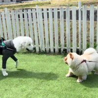 大型犬にはへっぴり腰！？