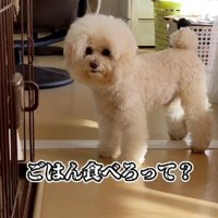 「ご飯食べろってこと？」