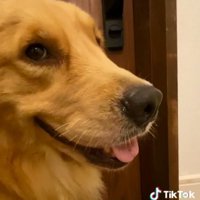 笑顔のハッピーちゃん