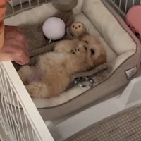 ぽてちゃんを迎えたとき…