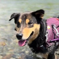 表情豊かなわんこに変身！