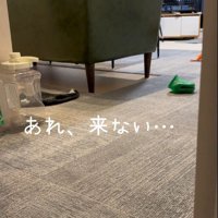 お風呂から出た時のポポちゃんの態度6