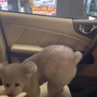 振り返る犬