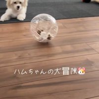 冒険中のハムスターとワンコたち3