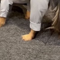 洋服を着てソファに立つ犬の足