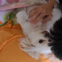 男の子に撫でられながらカメラを見上げる犬