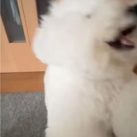 激しくおてをする犬