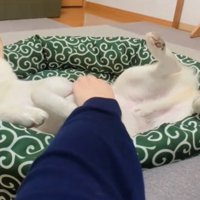 お腹を撫でられても寝続ける犬