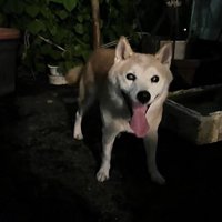 家族を探しているとのこと