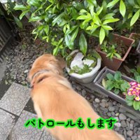 お庭をパトロール