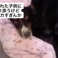 見つめる超大型犬
