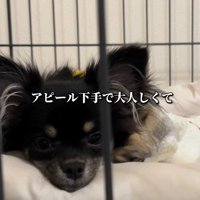 甘えるのが苦手
