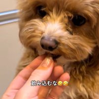 みかんを食べるこあ君2