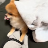 おしゃぶりを咥えてる…！