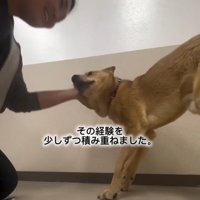 首輪を着けたあい君