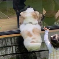 男性に向かってジャンプする犬