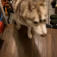 犬に「寝よう」と声をかけるママ