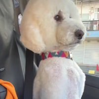 トリミングの帰り道