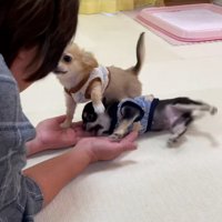 相思相愛なおばあちゃんとわんこたち