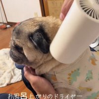 表情豊かなデビちゃん3