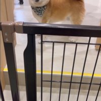 サロンに預けられる豆助座衛門くん7