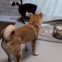 カーテンに引っかかったあずきちゃん