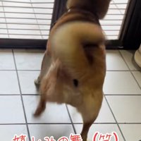 足ダンスをするごんちゃん