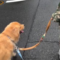 2本のリードが繋がれた犬
