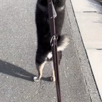 二足歩行で立つ黒柴