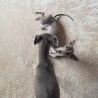 体をくねらせている細長い犬のそばにやってきた兄犬