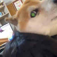 真剣な顔の福くん