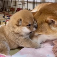 どんな成犬になるかな？