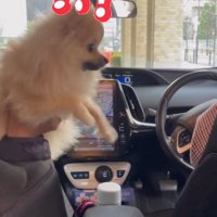 車に乗り込んできた人物を凝視する犬