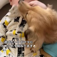 赤ちゃんと遊びたいサニーちゃん8