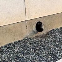 カラバリがあるみたい…♪