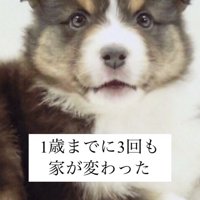子犬の正面写真