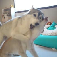 ワンプロが始まっちゃった！！
