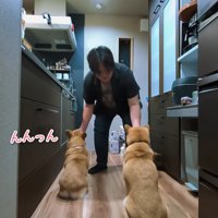 鶏肉をあげたら…