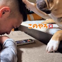 スマホを見ている男性の頭に前足を乗せる犬